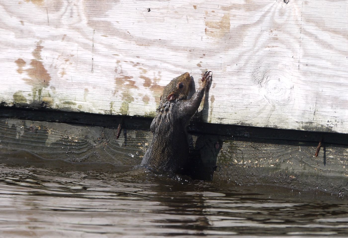 Squirrel tries to climb on a duck blind
